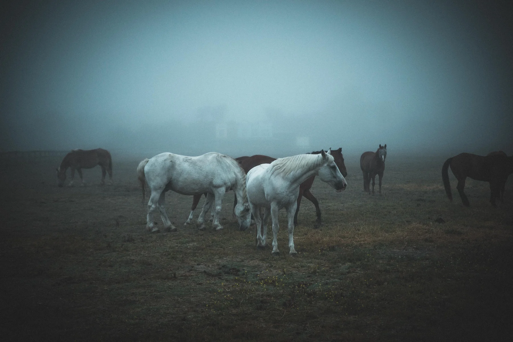 Horses in the Fog